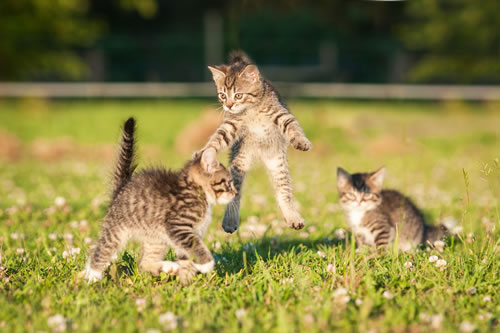 three kittens fighting in green grassy field to playfully demonstrate counseling and therapy for anger management