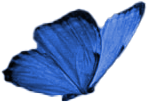 blue butterfly